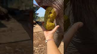 elephant potty #elephant