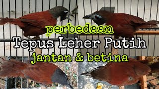 Download lagu DIFFERENCES BETWEEN MALE AND FEMALE WHITE-NECKED TEPUS | WHITE-NECKED TEPUS SINGING mp3