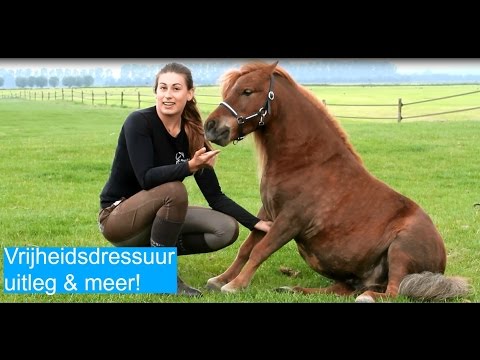 Nu ook paardensport toegevoegd aan programma Beach Event Dronten Nu ook paardensport toegevoegd aan programma Beach Event Dronten