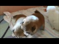Inari S Babys