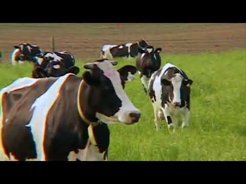 Kenny vs Spenny S01E05   Who Can Sit on a Cow the Longest