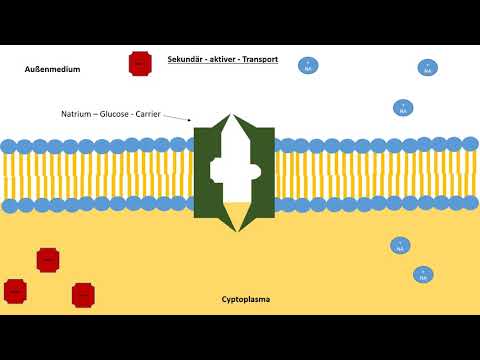 2019 - Stofftransport durch Biomembranen - primär/sekundär aktiver Transport