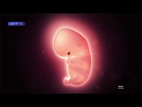 Imperial College - Human Embryo Development
