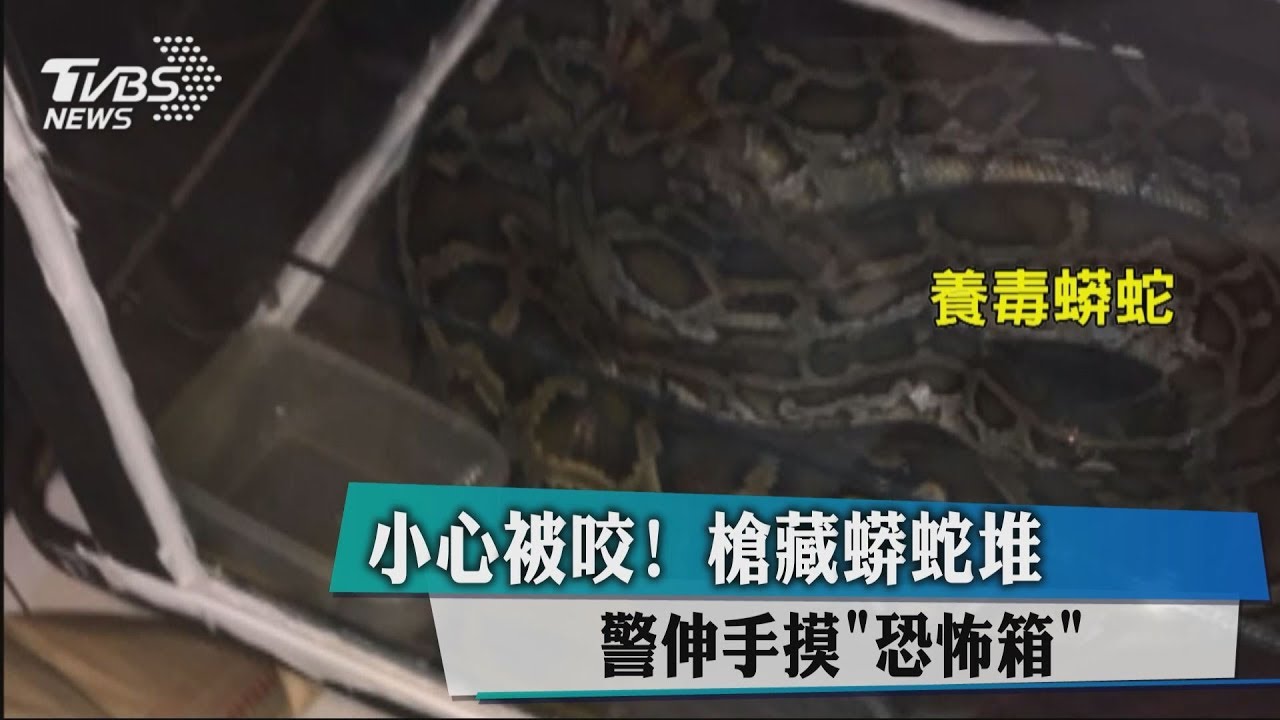 養蟒蛇防槍被偷 警察查毒驚見大蟒蛇