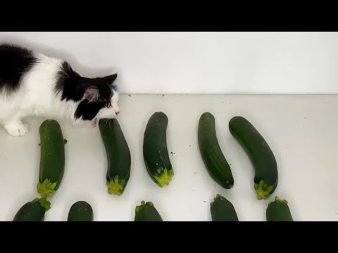 Cat Eating Cucumbers 10 Minutes Straight (and hating zucchini)