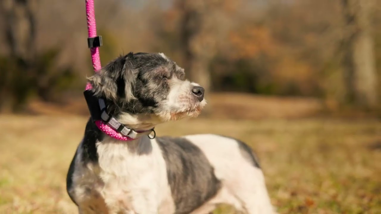 Enlarge Dolly, a Adopted Cavapoo in Gradyville, KY video 6/6