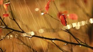 Making Love in the Rain - Herb Alpert - Rain Video