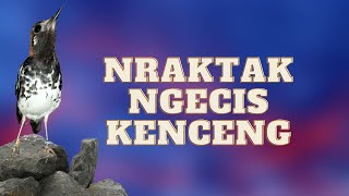 Download lagu ANIS KEMBANG JANTAN GACOR NGEPLONG NGECIS NRAKTAK- PANCINGAN ANIS KEMBANG MACET STRES HABIS MABUNG mp3 Download lagu ANIS KEMBANG JANTAN GACOR NGEPLONG NGECIS NRAKTAK- PANCINGAN ANIS KEMBANG MACET STRES HABIS MABUNG mp3