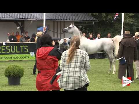 N.155 WALU - Ströhen 2015 B-Show - Stallions 7 to 9 years old (Class M)