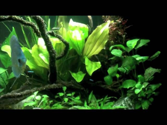 Planted Discus Fish Tank Rio 300