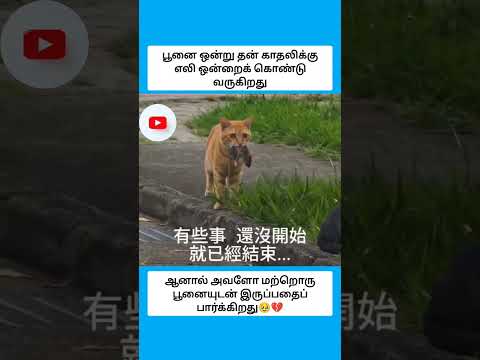 பூனை ஒன்று தன் காதலிக்கு எலி ஒன்றைக் கொண்டு வருகிறது #shorts