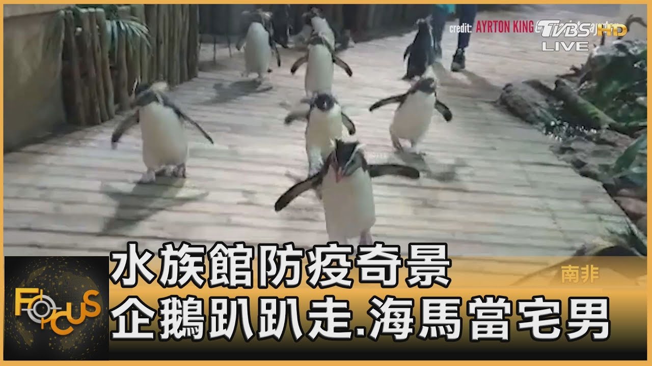 水族館防疫奇景 企鵝趴趴走.海馬當宅男
