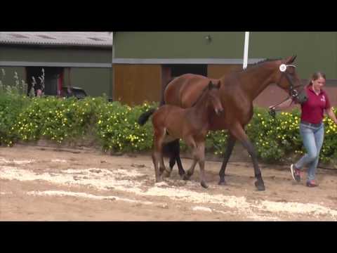 Holsteiner Premium Colt by ADAGIO DE TALMA x Cancara (*2016)