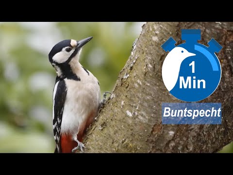 Ein Vogel, eine Minute - Buntspecht