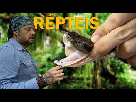 OS RÉPTEIS DA MATA ATLÂNTICA! | RICHARD RASMUSSEN