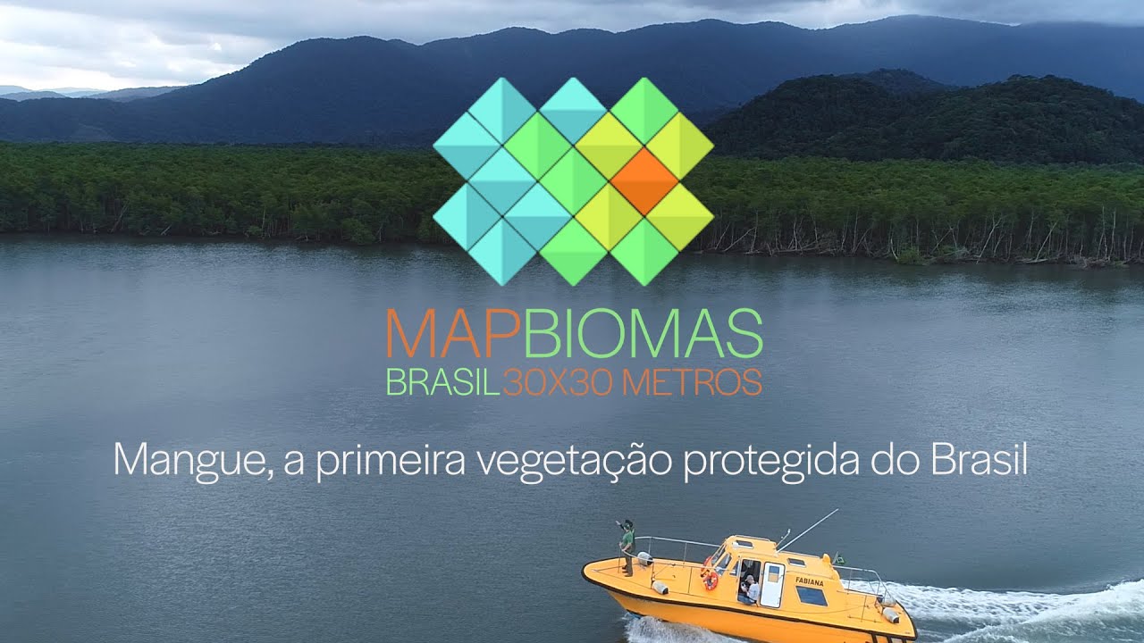 Mangue, the first protected vegetation of Brazil