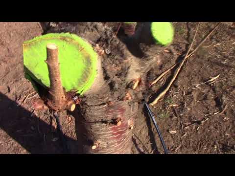 Grafting Season 2018: day 6 - a NEW way to graft OLD cherry trees