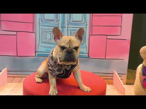 Día del Perro en Mitikah Mall