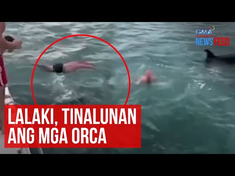 Lalaki, tinalunan ang mga orca GMA Integrated Newsfeed