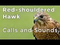 Red-shouldered Hawk Calls and Sounds (2024) - Have you heard this forest raptor before?