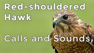 Red-shouldered Hawk Calls and Sounds (2024) - Have you heard this forest raptor before?