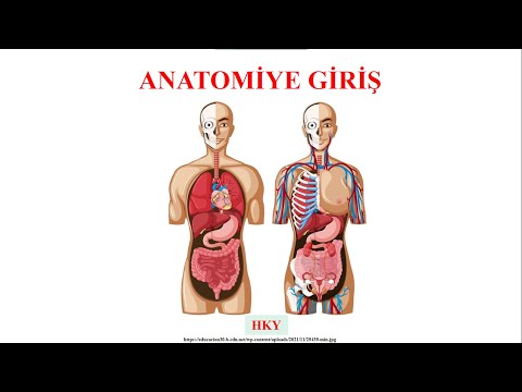 1- Anatomi Giriş Dersi