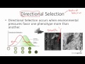 12.3.3 Directional Selection