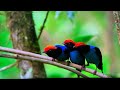 NETFLIX OUR PLANET BIRD MATING DANCE FUNNY/ David Attenborough