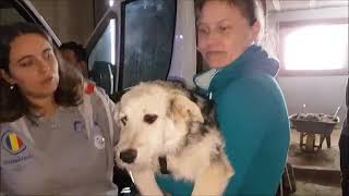 Arrivée des 40 chiens de Roumanie de l&#39;association Remember Me (transport du 2 septembre 2017)