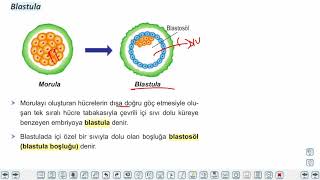 Eğitim Vadisi 11.Sınıf Biyoloji 19.Föy İnsanda Büyüme ve Gelişme 1 Konu Anlatım Videoları