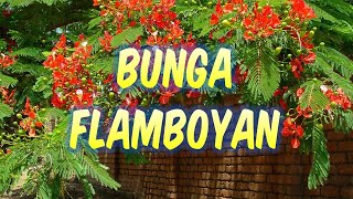 Download lagu Bunga Flamboyan - Laily Dimyati | Lagu Nostalgia dan Kenangan Lirik mp3 Download lagu Bunga Flamboyan - Laily Dimyati | Lagu Nostalgia dan Kenangan Lirik mp3