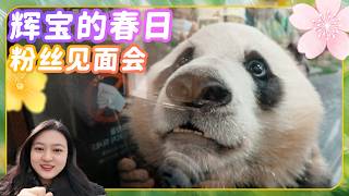 大熊猫辉宝春季粉丝见面会入场啦！ 💕🐼爱宝乐园宝家族爱宝乐宝福宝睿宝辉宝日常vlog #大熊猫 #睿宝 #辉宝 #宋爷爷 #宝家族 #爱宝乐园 #熊猫Vlog#韩国旅游