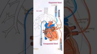 Blood circulation in heart#scienceproject #stemactivities