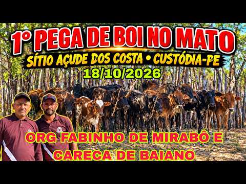 1°PEGA DE BOI NO MATO SITIO AÇUDE DOS COSTA CUSTODIA-PE ORG FABINHO DE MIRABÔ E CARECA DE BAIANO 