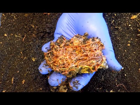 Worm bin gets paper & veggie 'dumplings' as 14th feeding - vermicompost