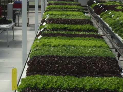 Rijk Zwaan - Invitation Hydroponic and Open Field Demo