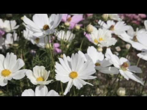 OSMOZ TV Creating a fragrance 1 of 5 (eng)