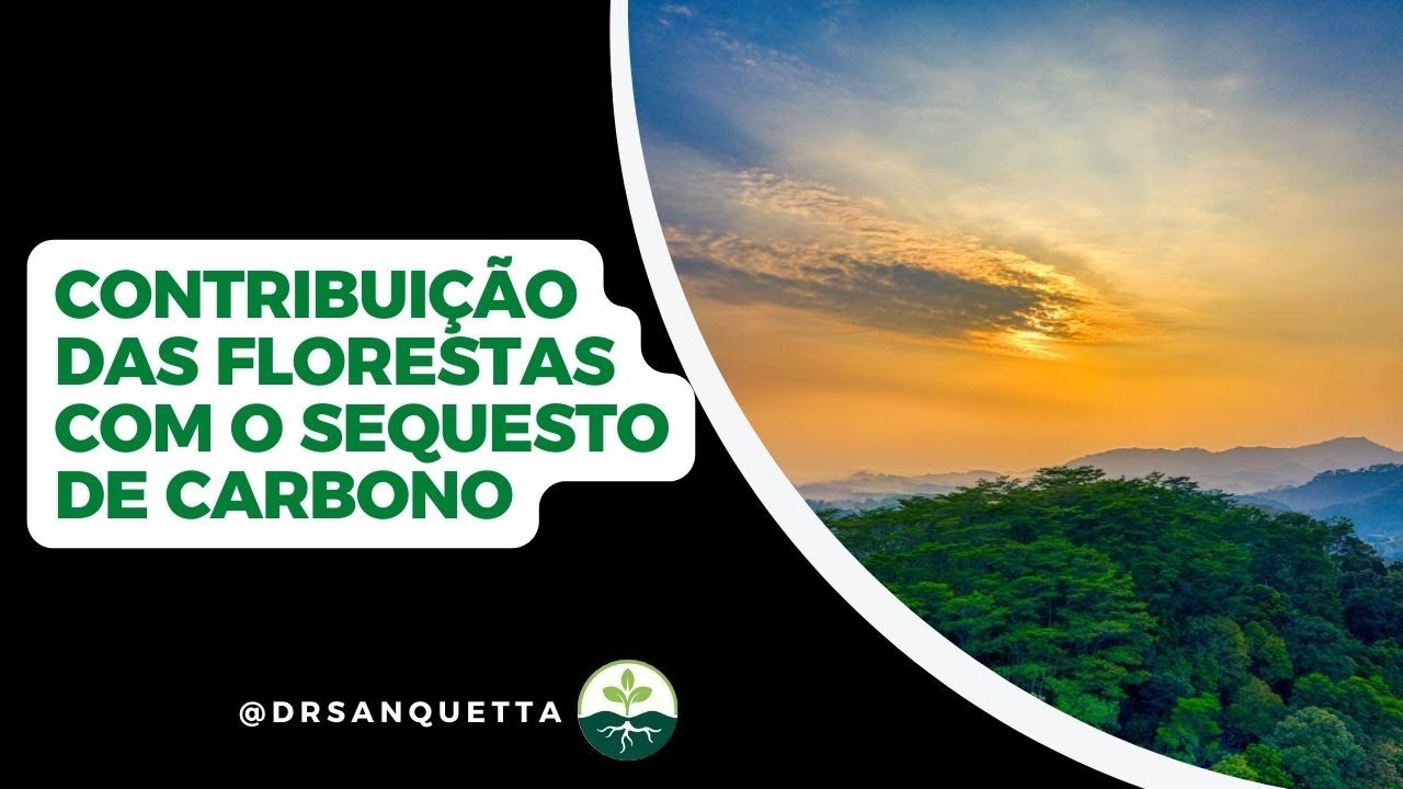 Contribuição das florestas com o sequestro de Carbono