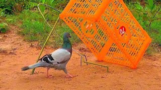 Download lagu DIY Pigeon Trap Using Cardboard Box | Easy Underground Pigeon Trap | How To Make Bird Trap mp3 Download lagu DIY Pigeon Trap Using Cardboard Box | Easy Underground Pigeon Trap | How To Make Bird Trap mp3