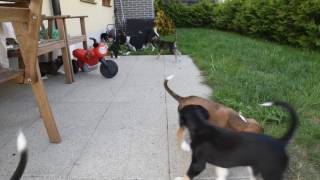 Download lagu Farlat Saluki - Celina babies 5 weeks, play with mom mp3 Download lagu Farlat Saluki - Celina babies 5 weeks, play with mom mp3