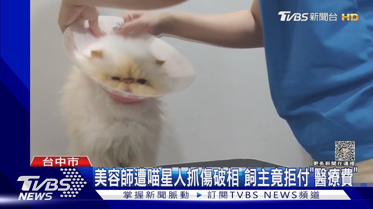 美容師遭喵星人抓傷破相 飼主竟拒付「醫療費」