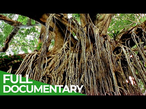 The Strangler Fig