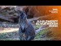 Eenzame wallaby Jump ontsnapt en gaat op zoek naar vriendje