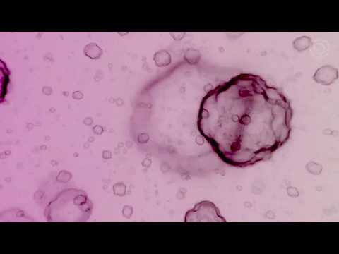 Revision Online 2020 - Event - Shader Showdown Final