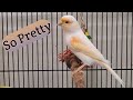 Picking up an Abandoned Canary
