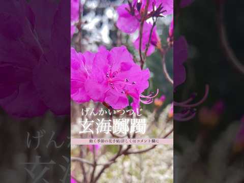 屋内のつつじ 植物