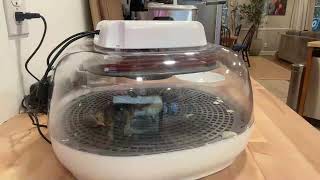 Shrink Wrapped Baby Chick Hatching
