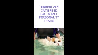 Turkish Van Cat Breed Facts and Personality Traits #Shorts