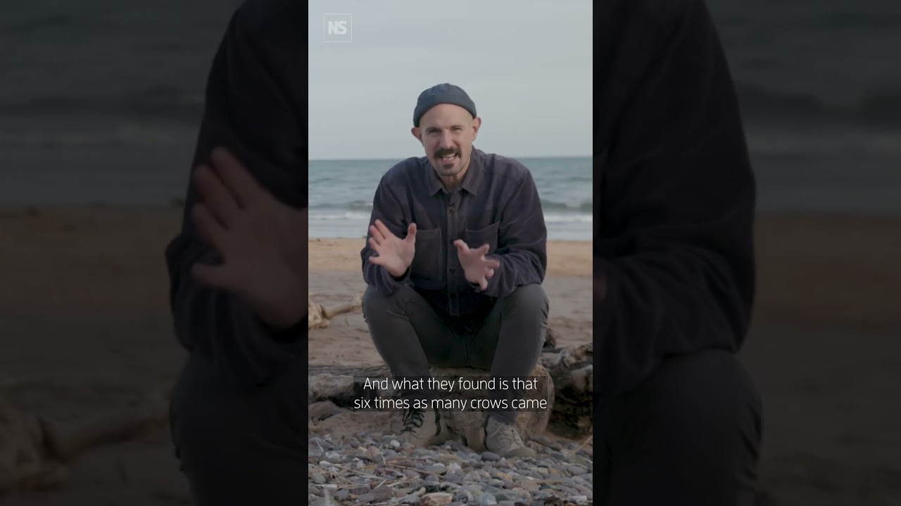 Are orcas teaching each other to attack boats? 🐋🚤