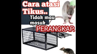 Download lagu Tips agar Tikus tidak kapok masuk perangkap.. mp3